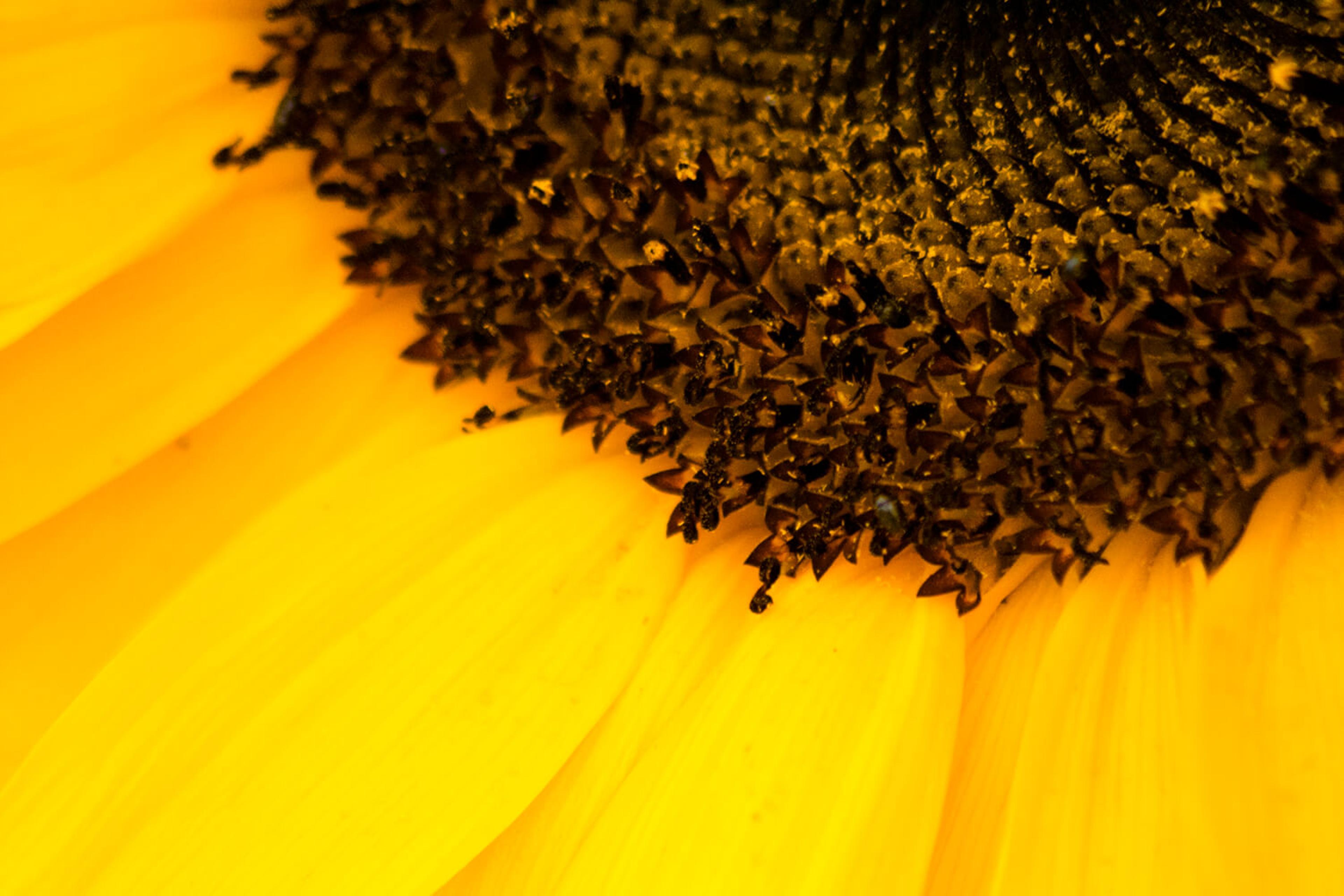 Closeup of a sunflower