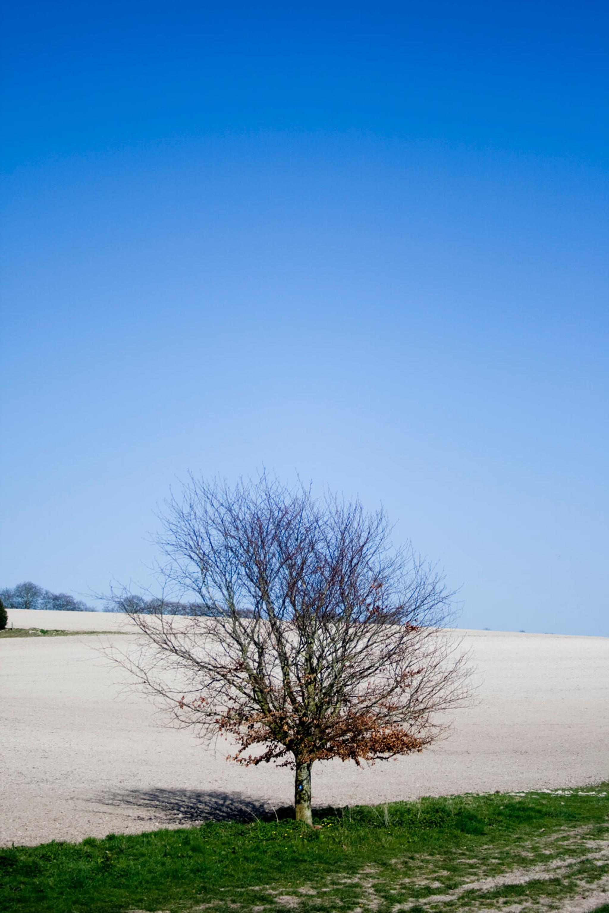 A small twiggy tree that appears alone in the center of the photo, behind it is an empty field and a stark blue sky